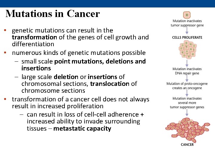 Mutations in Cancer • genetic mutations can result in the transformation of the genes