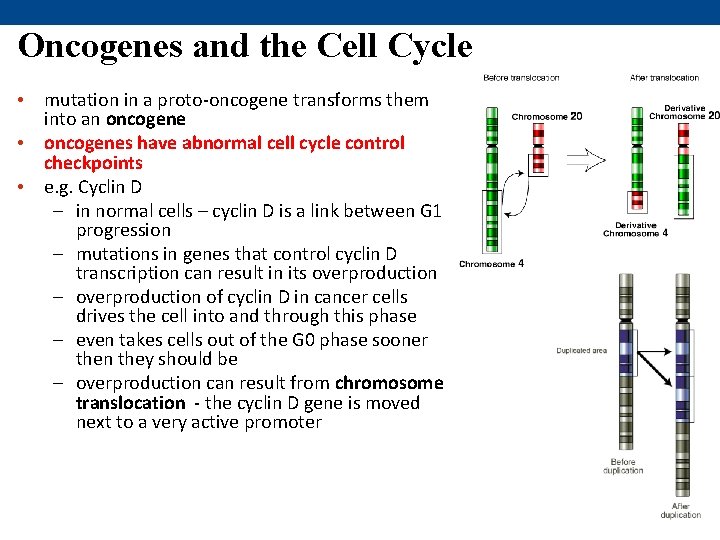 Oncogenes and the Cell Cycle • mutation in a proto-oncogene transforms them into an