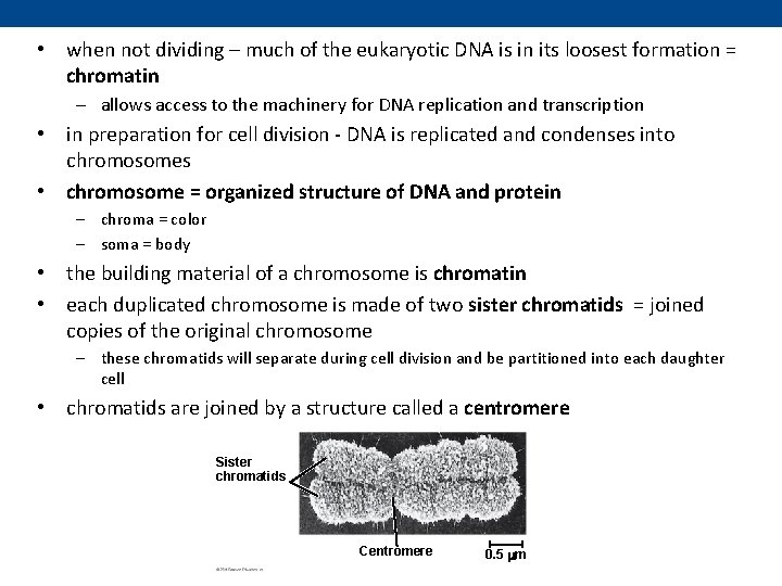 • when not dividing – much of the eukaryotic DNA is in its