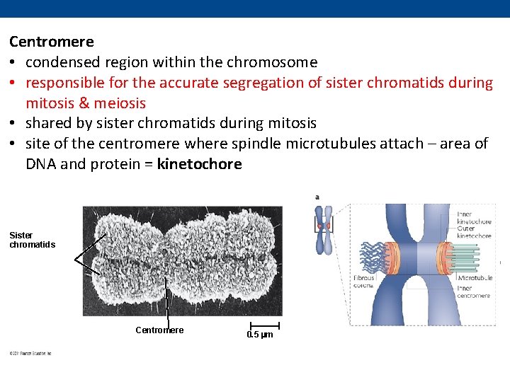 Centromere • condensed region within the chromosome • responsible for the accurate segregation of