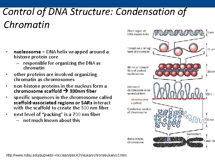 Control of DNA Structure: Condensation of Chromatin • nucleosome = DNA helix wrapped around