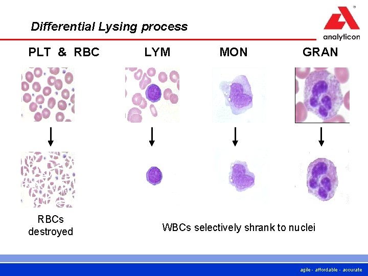 Differential Lysing process PLT & RBCs destroyed LYM MON GRAN WBCs selectively shrank to
