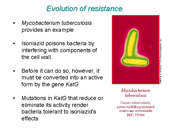 Evolution of resistance • Mycobacterium tuberculosis provides an example • Isoniazid poisons bacteria by
