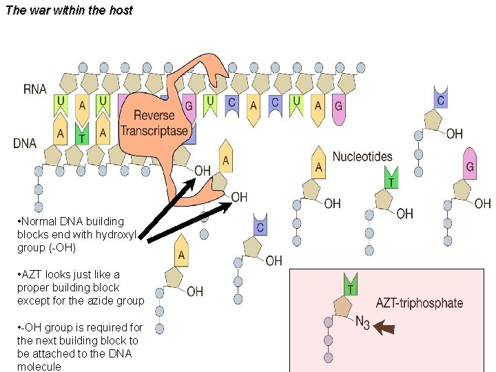 The war within the host • Normal DNA building blocks end with hydroxyl group