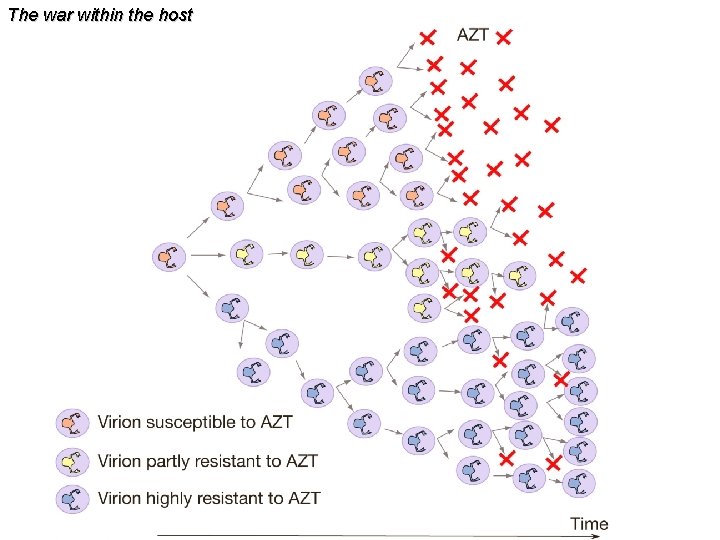 The war within the host 