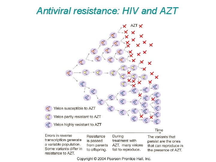 Antiviral resistance: HIV and AZT 