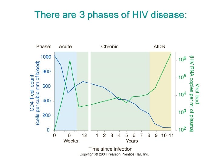 There are 3 phases of HIV disease: 