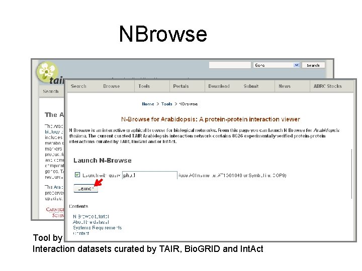 NBrowse Tool by H. -L. Kao, F. Piano, M. Schuman, M. Gibson, Kris Gunsalus,