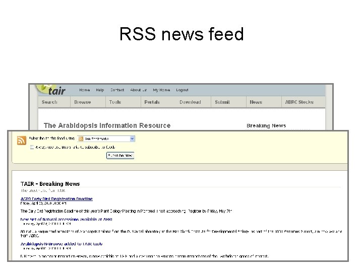 RSS news feed 