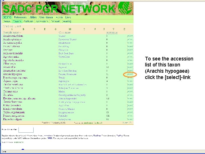 To see the accession list of this taxon (Arachis hypogaea) click the [select]-link June