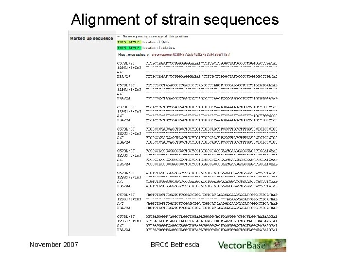 Alignment of strain sequences November 2007 BRC 5 Bethesda 