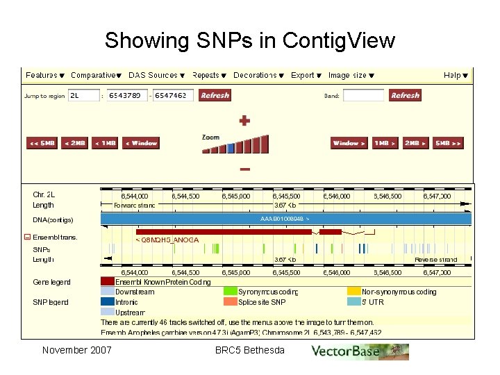 Showing SNPs in Contig. View November 2007 BRC 5 Bethesda 