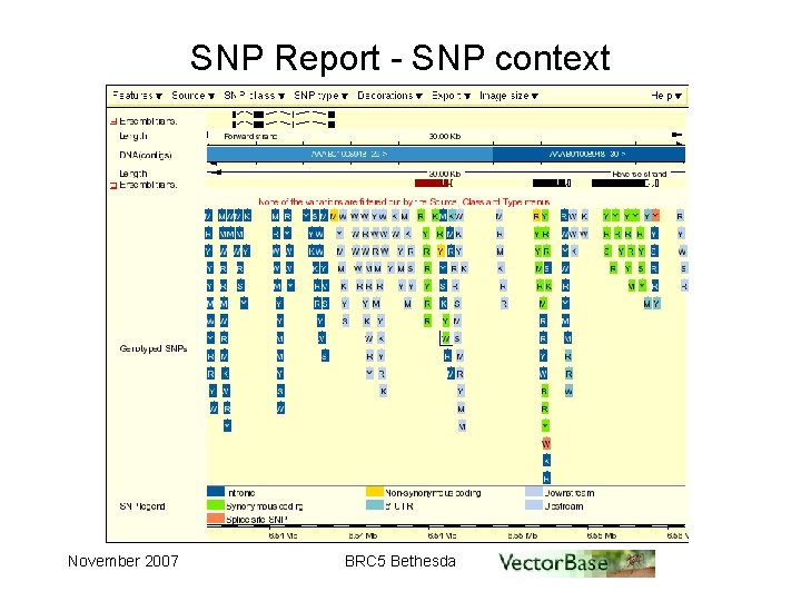 SNP Report - SNP context November 2007 BRC 5 Bethesda 