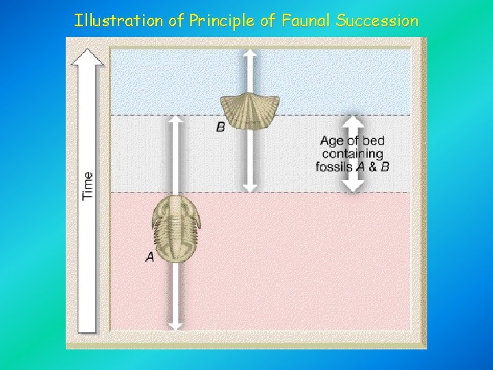 Illustration of Principle of Faunal Succession 