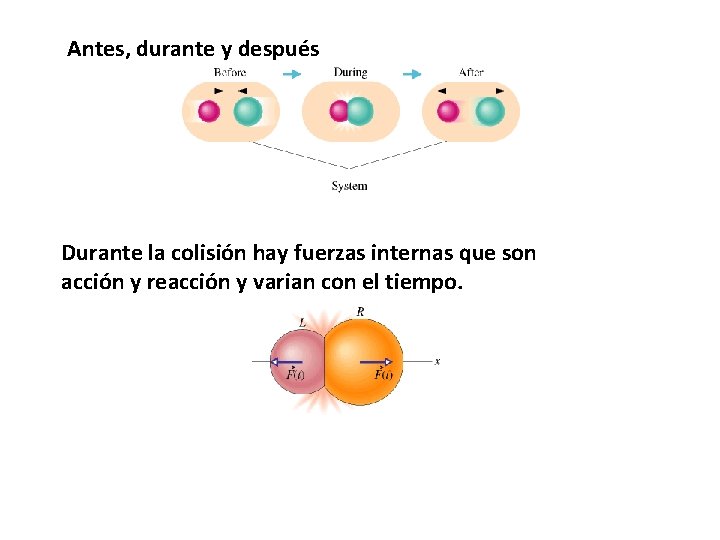 Antes, durante y después Durante la colisión hay fuerzas internas que son acción y