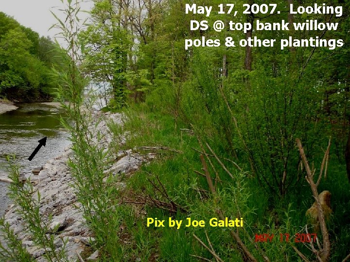 May 17, 2007. Looking DS @ top bank willow poles & other plantings Pix