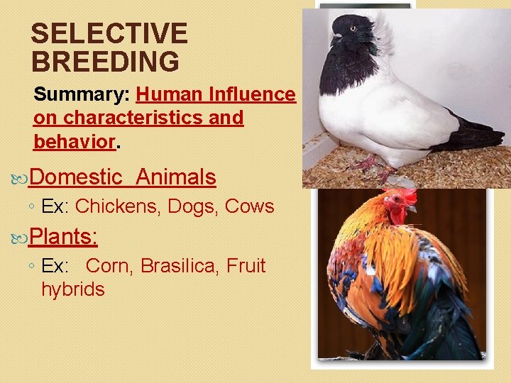 SELECTIVE BREEDING Summary: Human Influence on characteristics and behavior. Domestic Animals ◦ Ex: Chickens,
