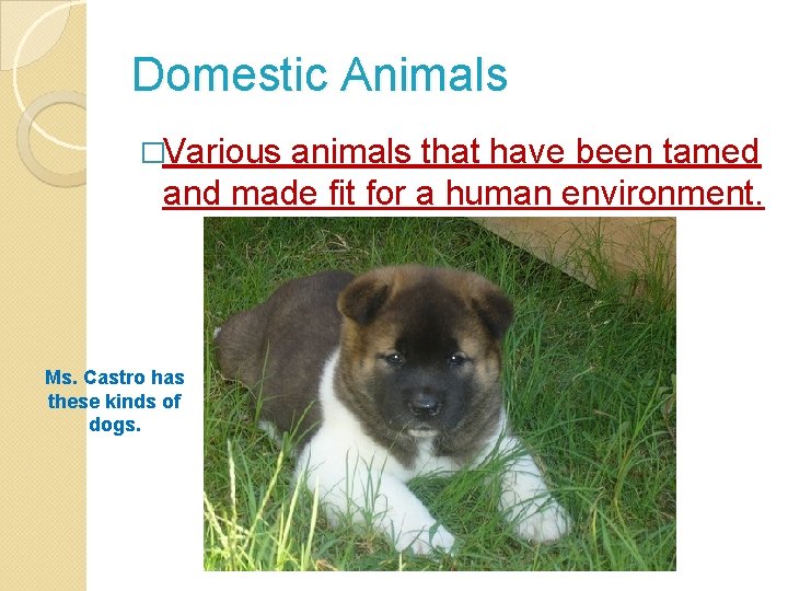 Domestic Animals �Various animals that have been tamed and made fit for a human