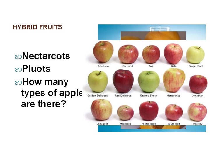 HYBRID FRUITS Nectarcots Pluots How many types of apples are there? 