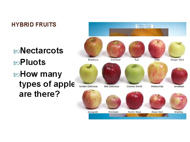 HYBRID FRUITS Nectarcots Pluots How many types of apples are there? HYBRID FRUITS Nectarcots Pluots How many types of apples are there?
