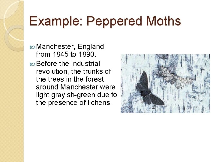 Example: Peppered Moths Manchester, England from 1845 to 1890. Before the industrial revolution, the