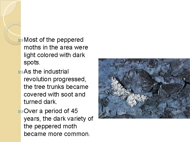  Most of the peppered moths in the area were light colored with dark