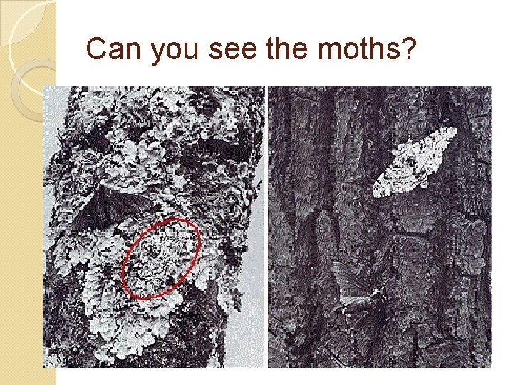 Can you see the moths? Can you see the moths?