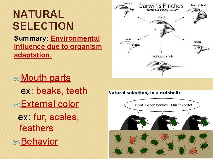 NATURAL SELECTION Summary: Environmental Influence due to organism adaptation. Mouth parts ex: beaks, teeth