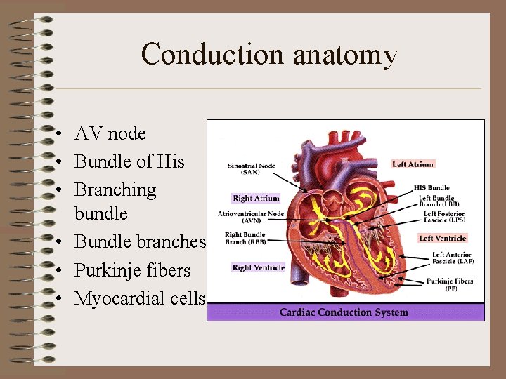 Conduction anatomy • AV node • Bundle of His • Branching bundle • Bundle