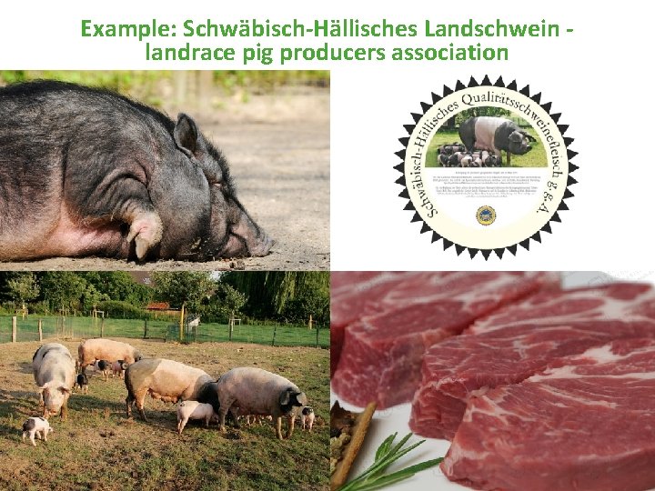 Example: Schwäbisch-Hällisches Landschwein landrace pig producers association 