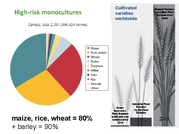 High-risk monocultures maize, rice, wheat = 80% + barley = 90% Cultivated varieties worldwide