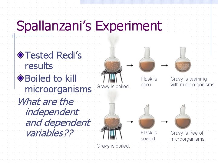 Spallanzani’s Experiment Tested Redi’s results Boiled to kill microorganisms Gravy is boiled. What are