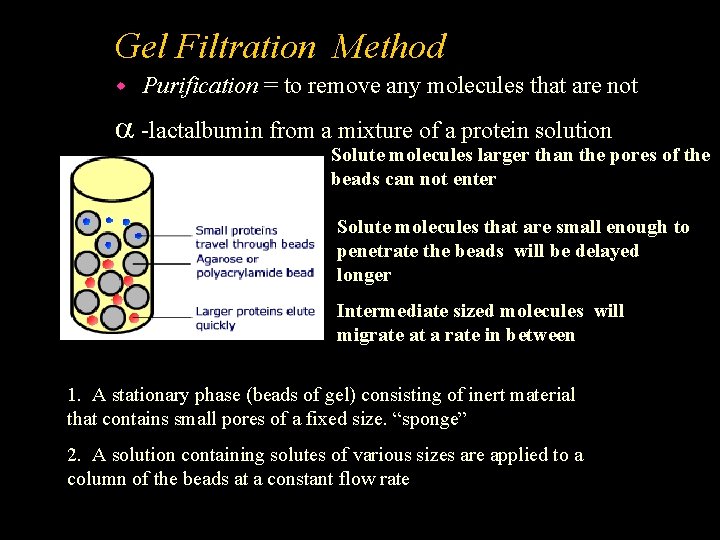 Gel Filtration Method w Purification = to remove any molecules that are not -lactalbumin