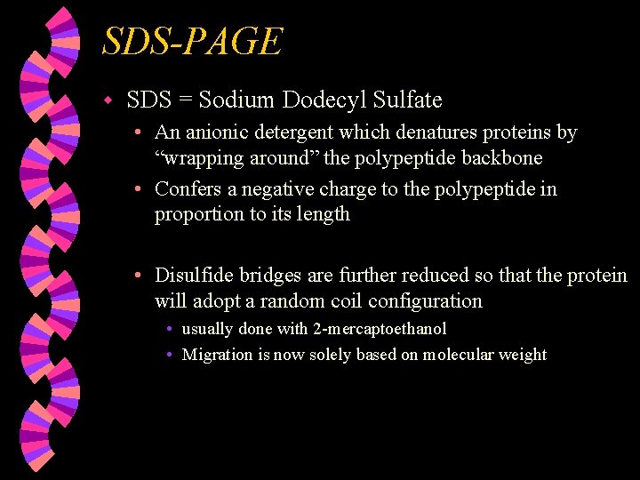 SDS-PAGE w SDS = Sodium Dodecyl Sulfate • An anionic detergent which denatures proteins