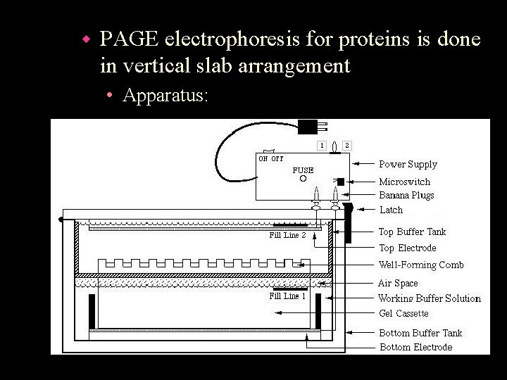 w PAGE electrophoresis for proteins is done in vertical slab arrangement • Apparatus: 