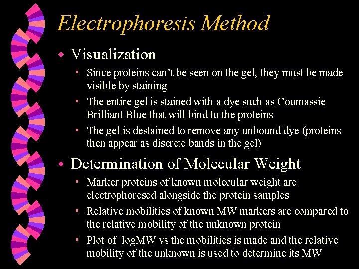 Electrophoresis Method w Visualization • Since proteins can’t be seen on the gel, they