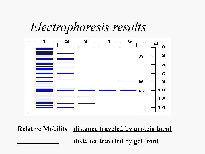 Electrophoresis results Relative Mobility= distance traveled by protein band distance traveled by gel front