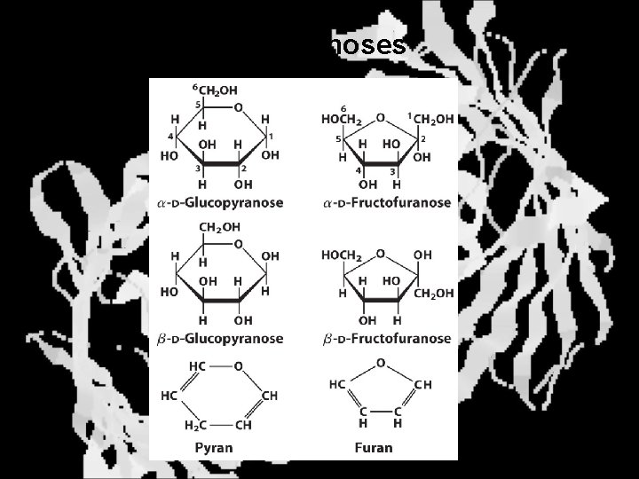 Furanoses and Pyranoses 