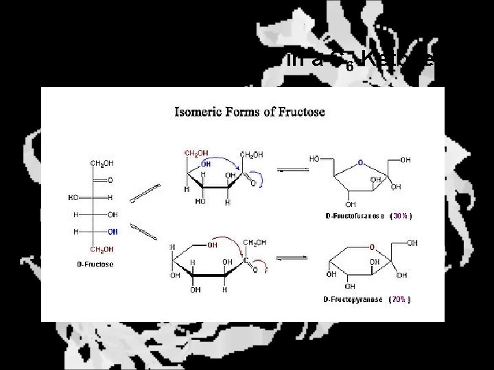 Multiple possible rings in a C 6 -Ketose 