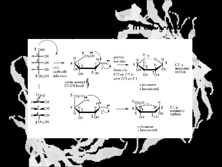 Multiple Possible Rings in a C 5 -Aldose 