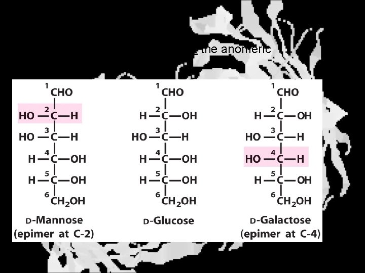 Epimers Differ at only one carbon, but not the anomeric carbon 