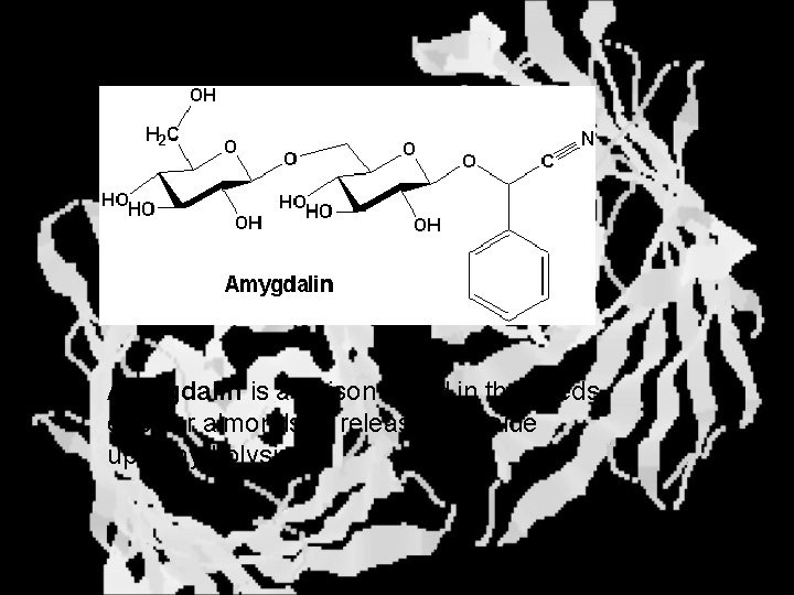 Natural Glycosides Amygdalin is a poison found in the seeds of bitter almonds. It