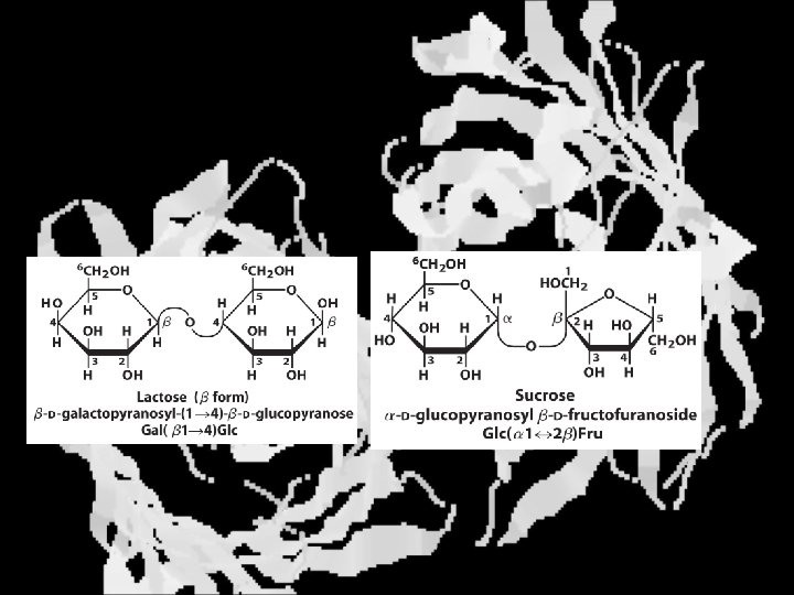 Disaccharides 