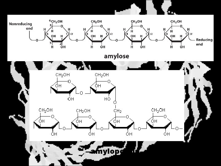 amylopectin 