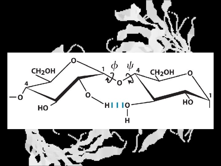 Amylose Structure 