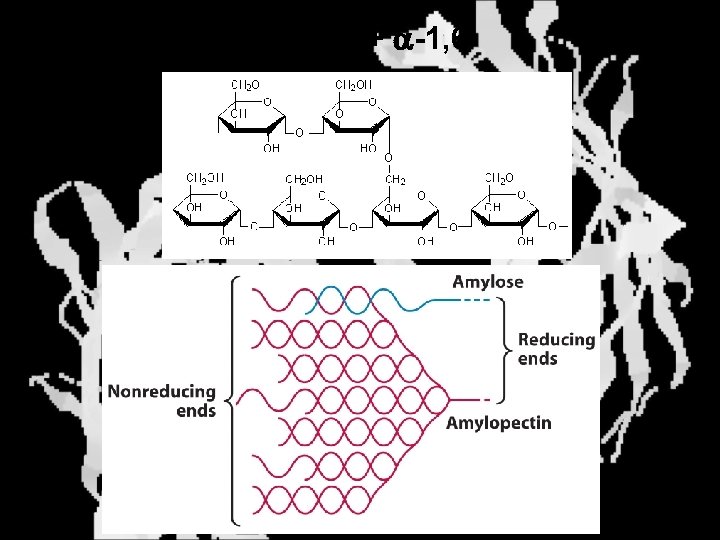 Amylopectin: a-1, 4 + a-1, 6 