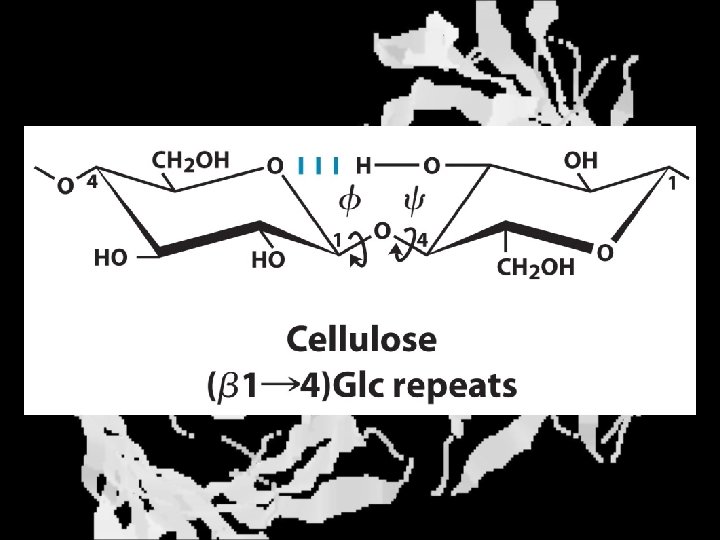 Cellulose 