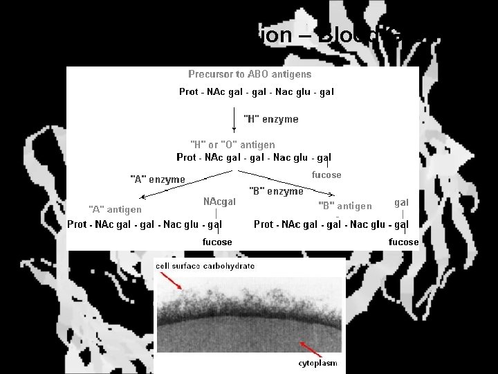 Self-Nonself Recognition – Blood Groups 