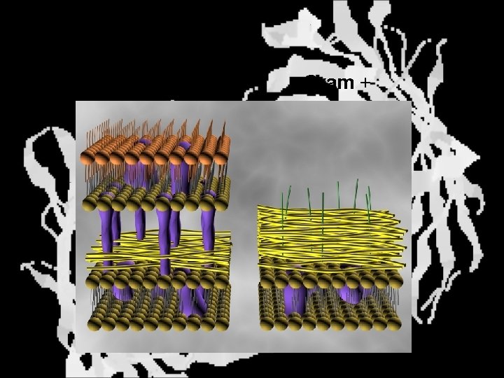 Bacterial Cell Walls Gram - Gram + 