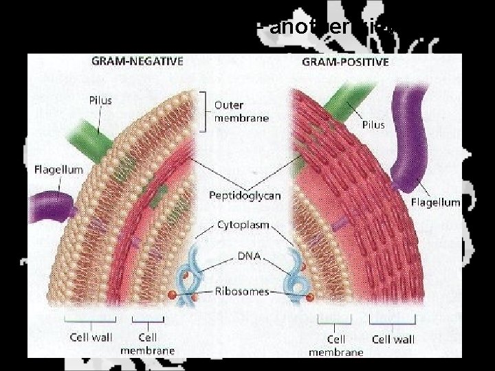 Bacterial Cell Walls – another view 